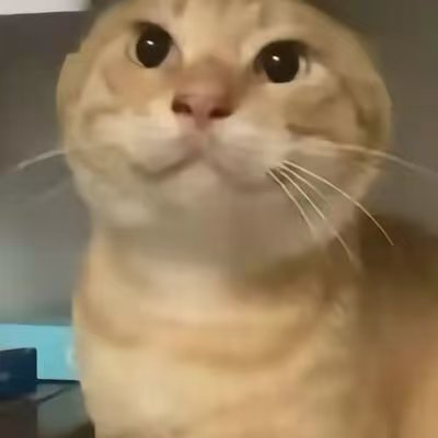 耄耋